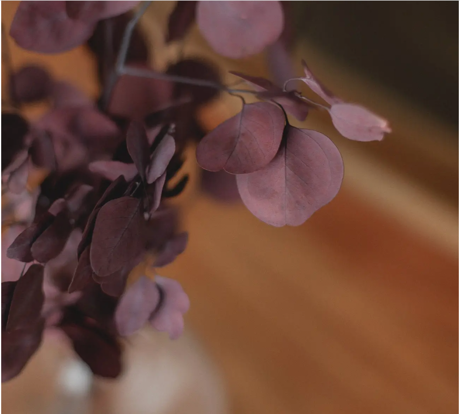 Deep Red Eucalyptus Bundle (Preserved Silver Dollar Style)