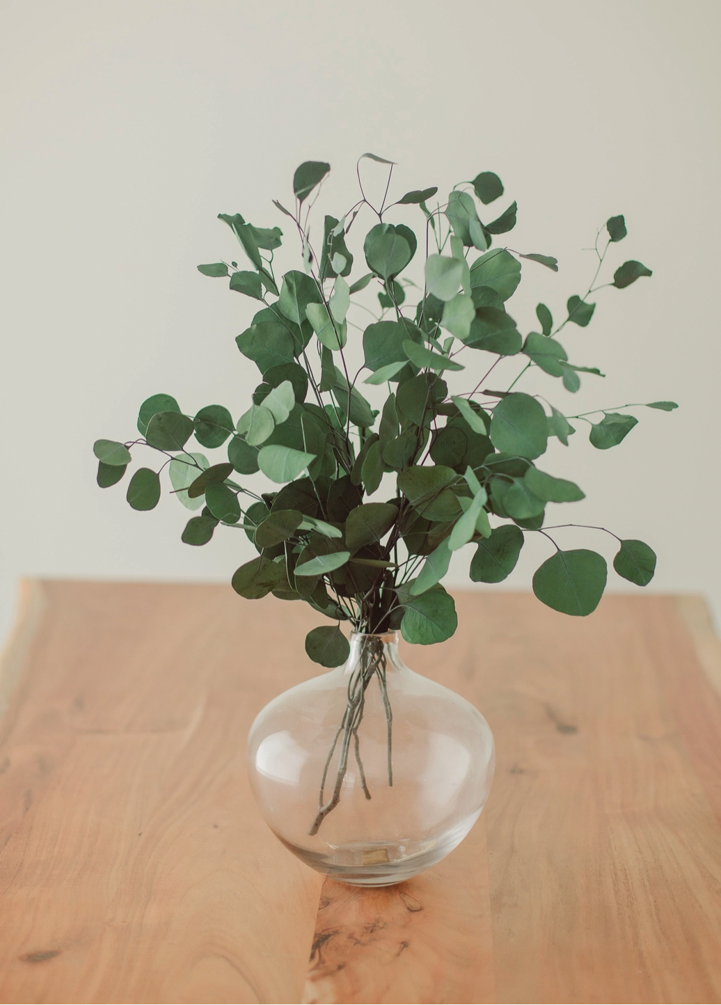 Green Silver Dollar Eucalyptus Bundle