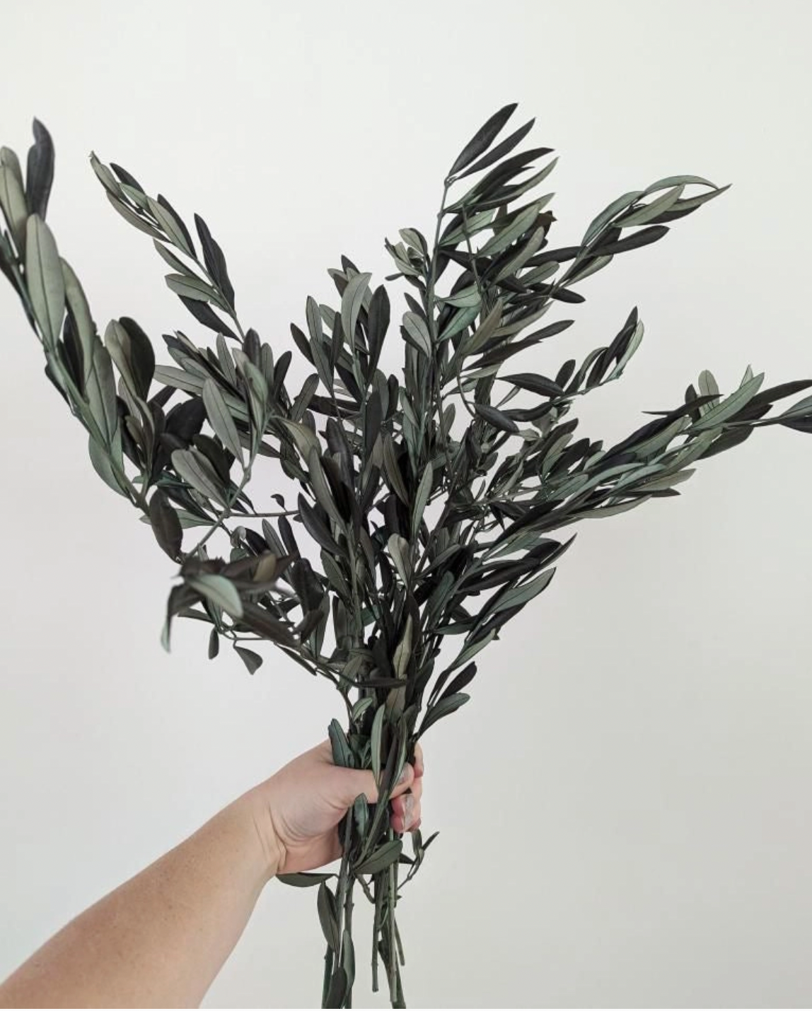 Preserved Italian Olive Stems