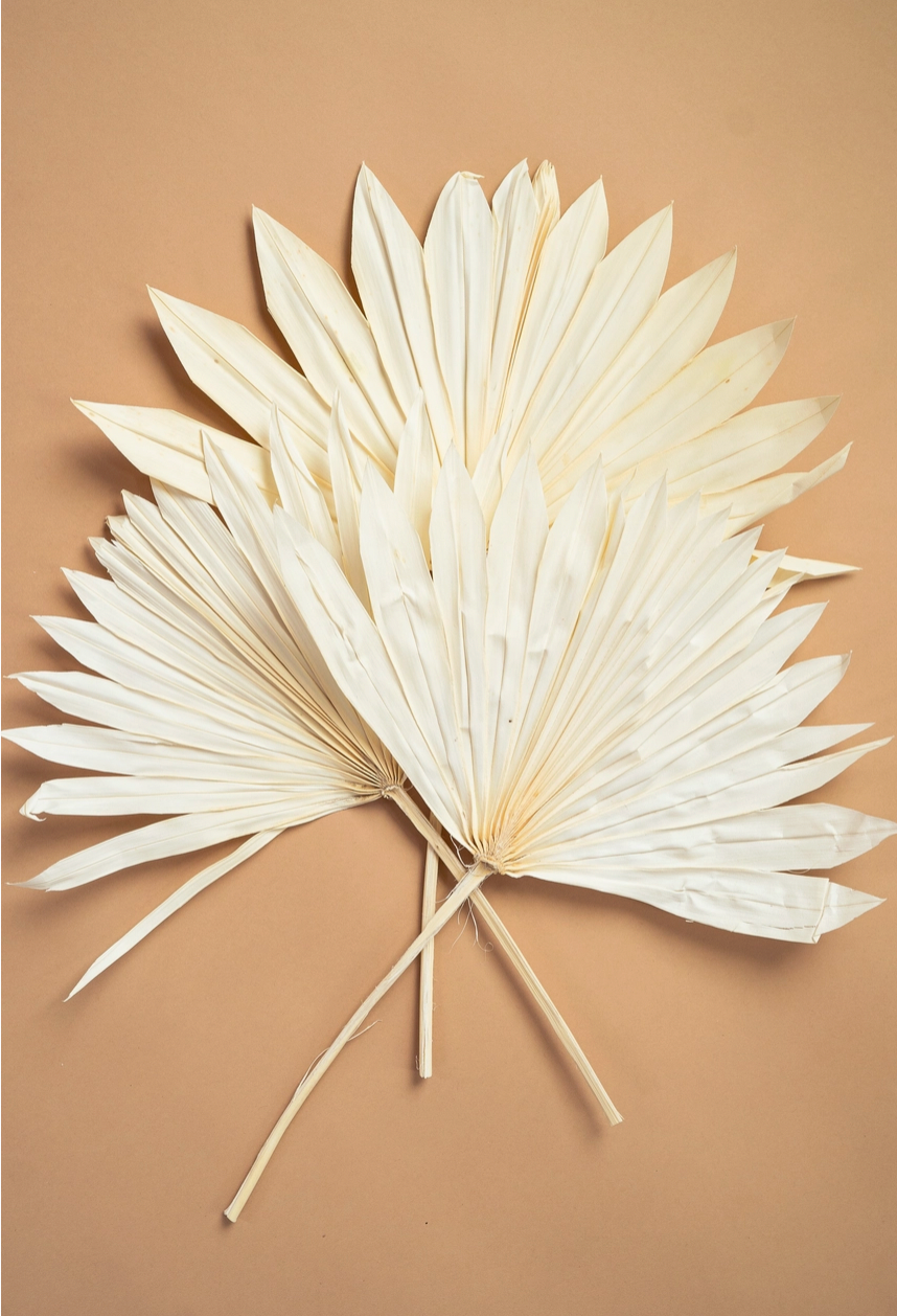 White Palm Leaf
