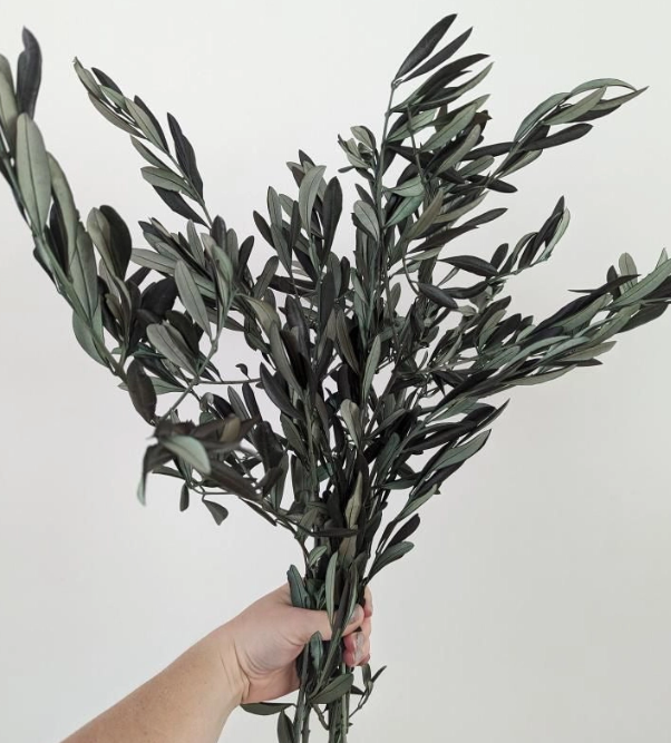 Italian Olive Stems