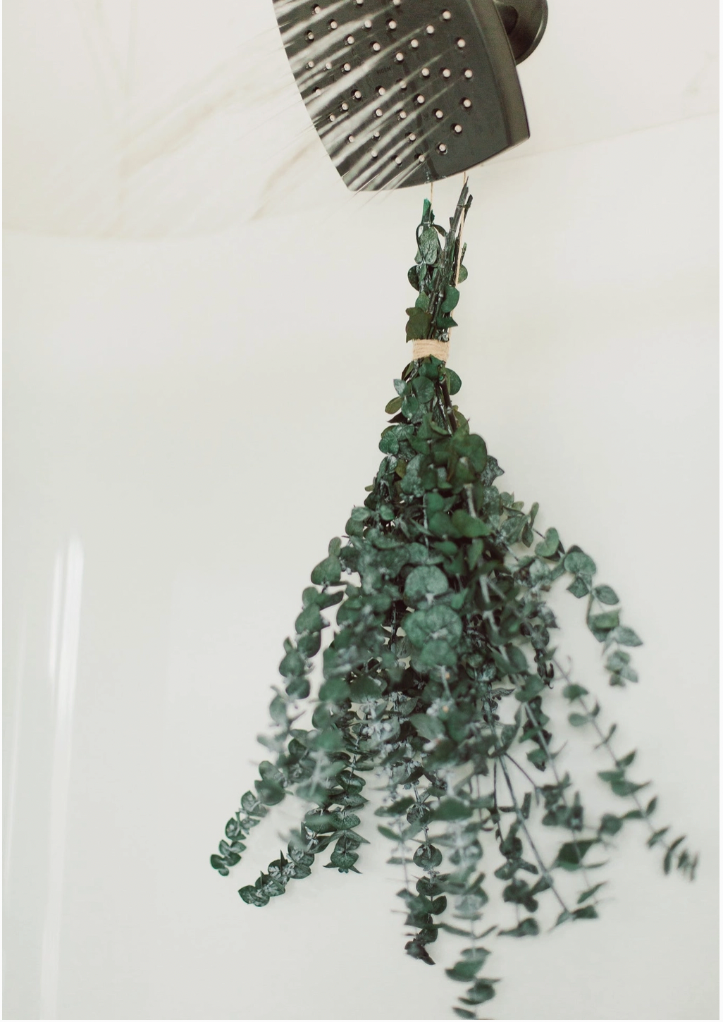 Large Eucalyptus Shower Bundle