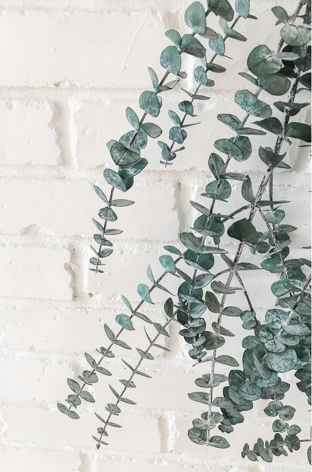 Large Eucalyptus Shower Bundle