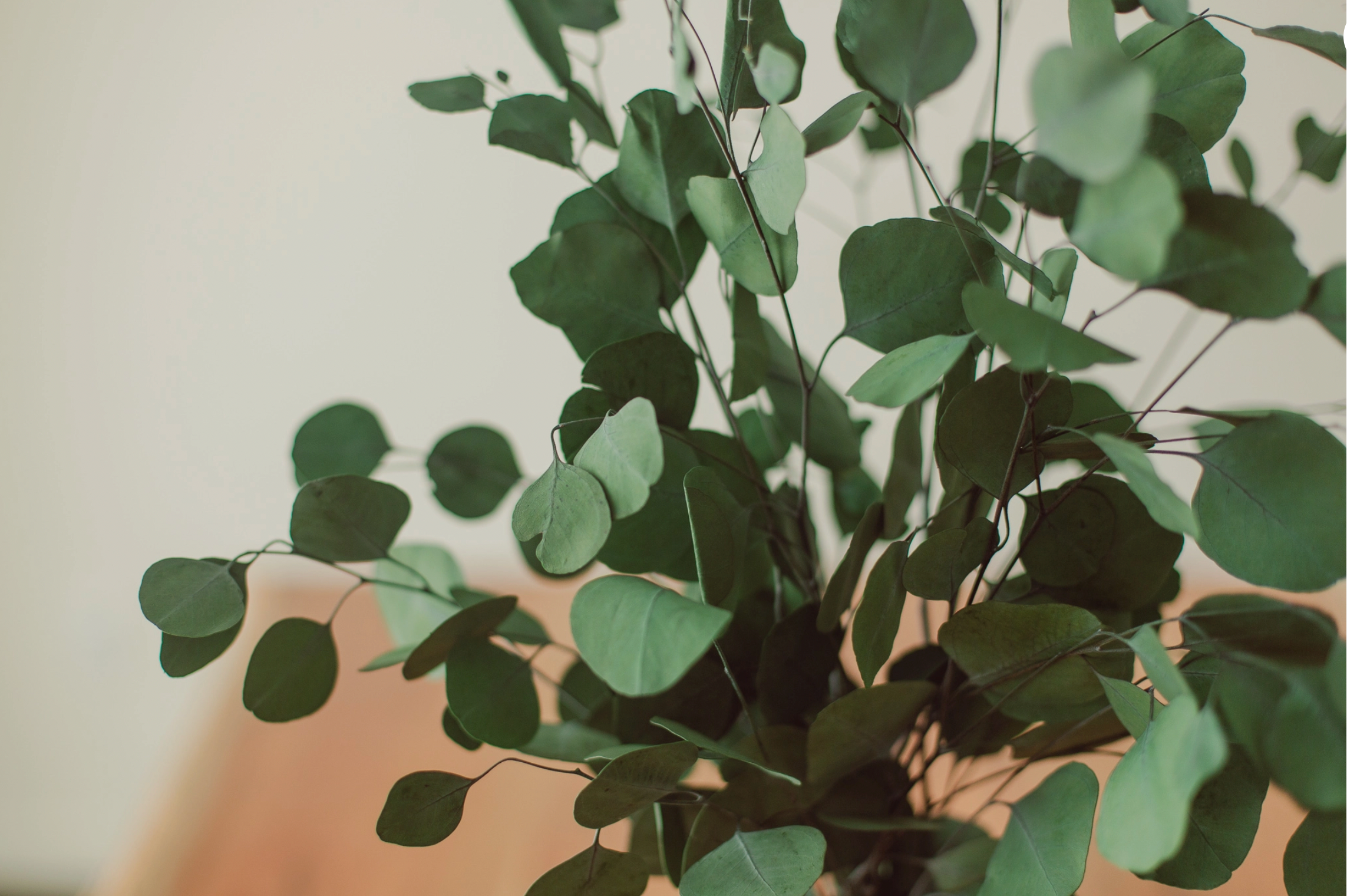 Green Silver Dollar Eucalyptus Bundle