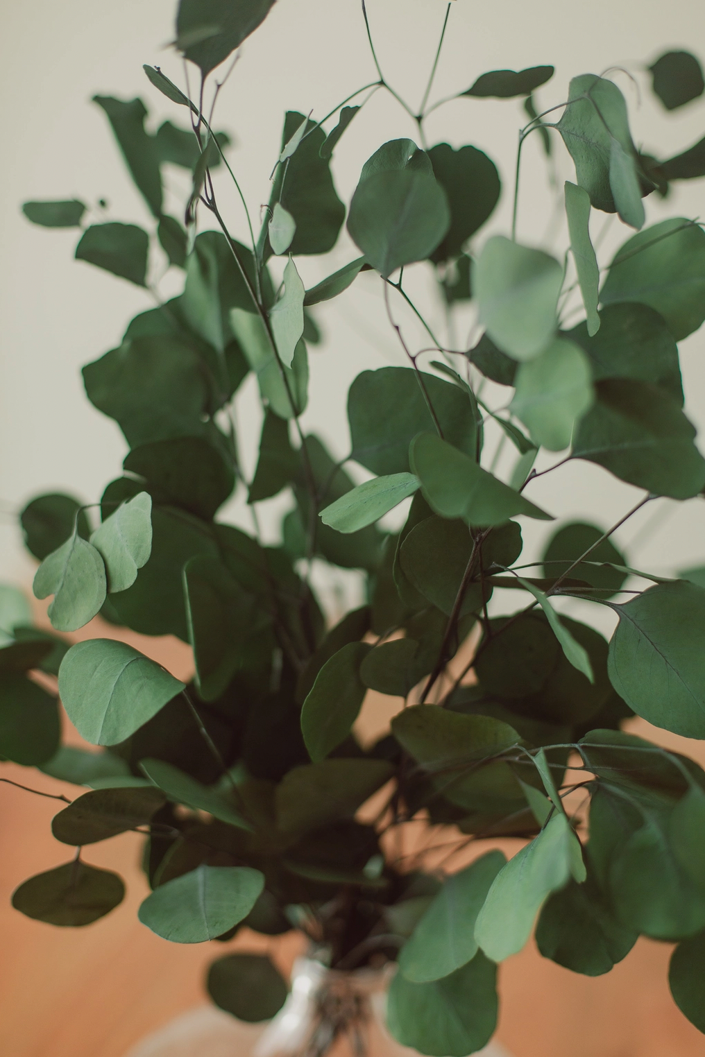 Green Silver Dollar Eucalyptus Bundle