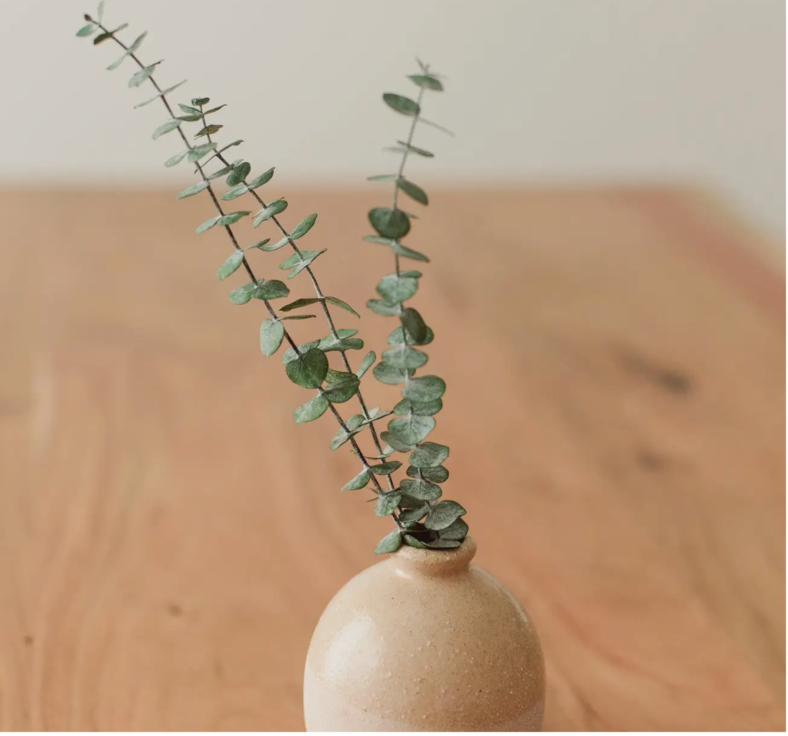 Preserved Small Stem Eucalyptus