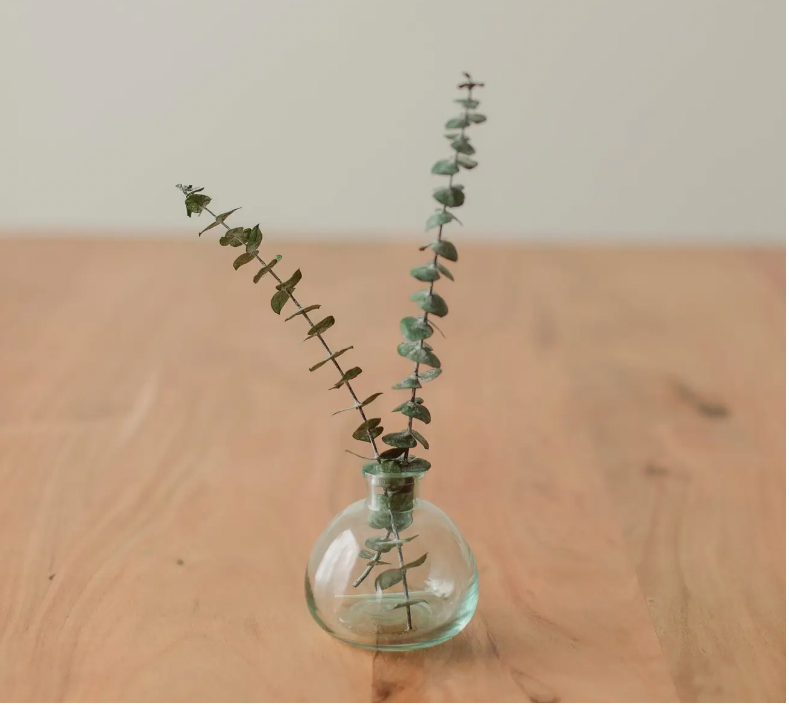 Preserved Small Stem Eucalyptus